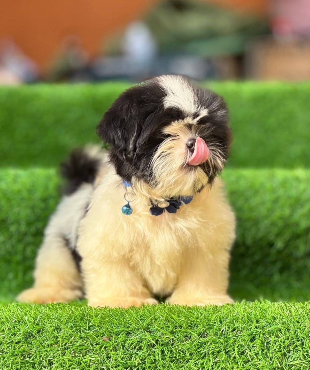 chiens de qualité - photo 3