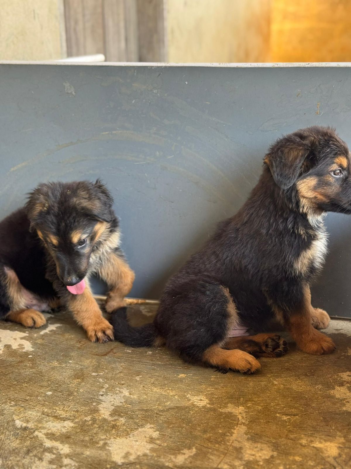 chiens de qualité
