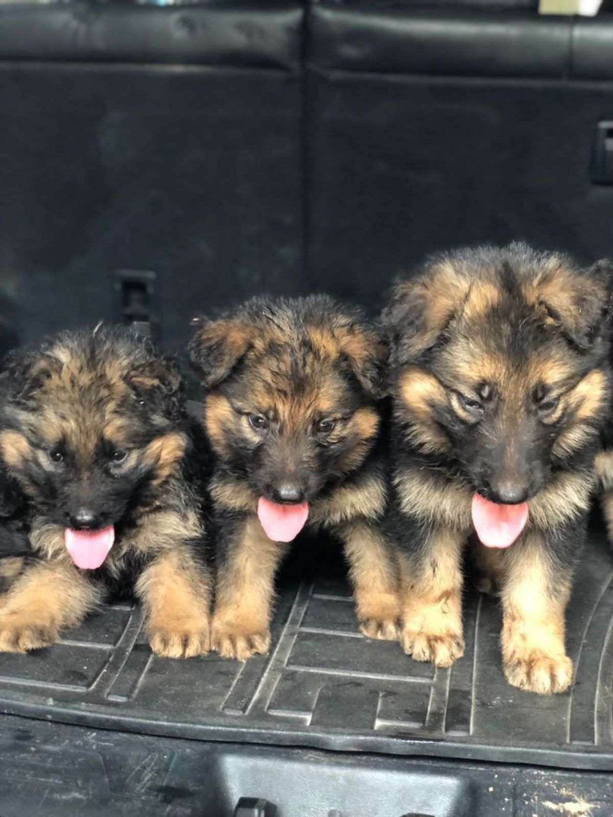 chiens de qualité - photo 2