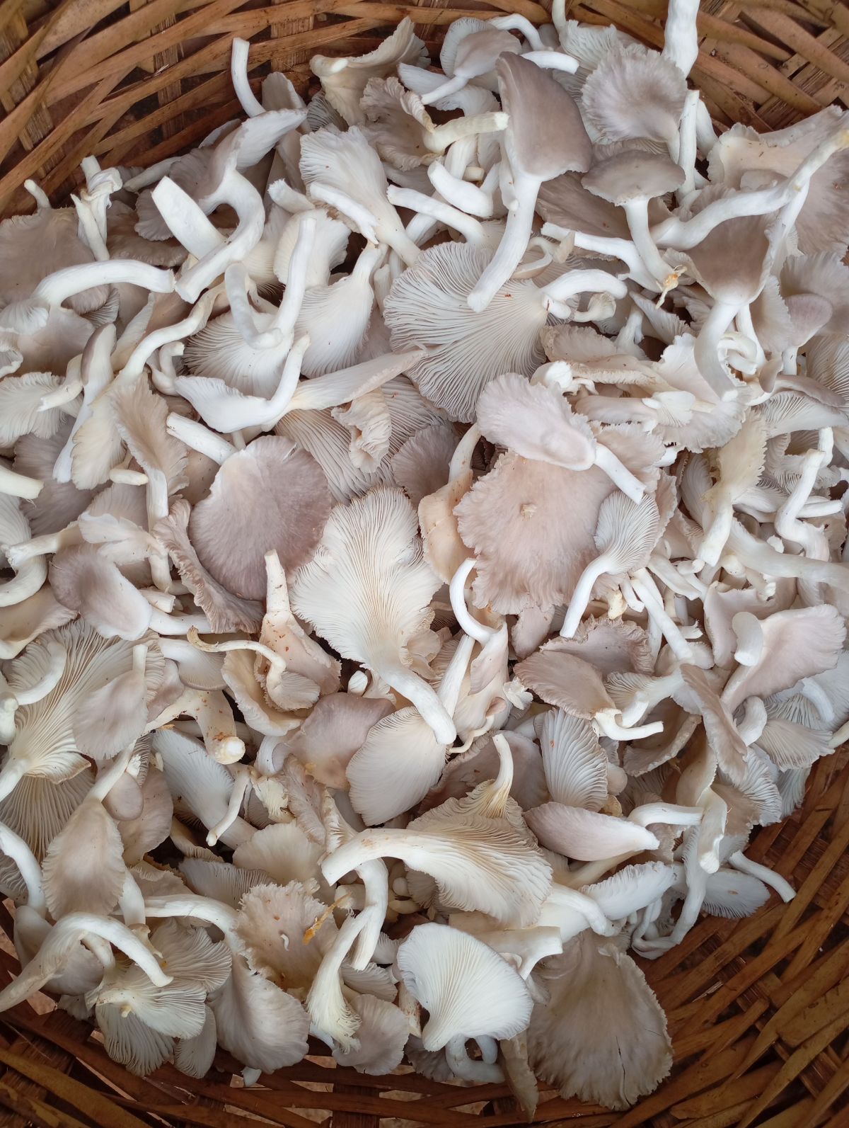 Champignons frais et séché en vente
