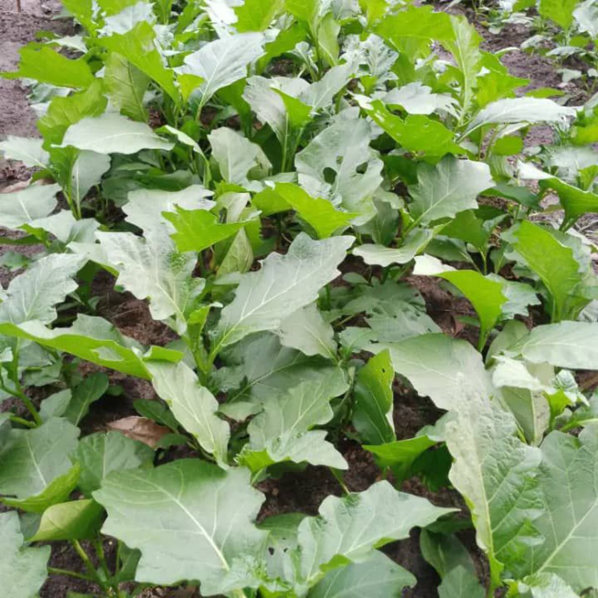 Légumes frais à vendre