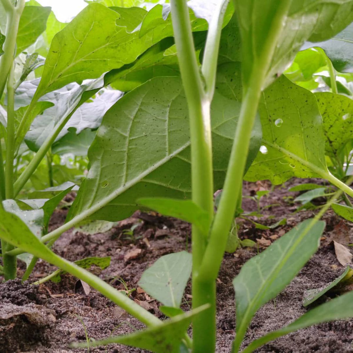 Légumes frais à vendre - photo 2