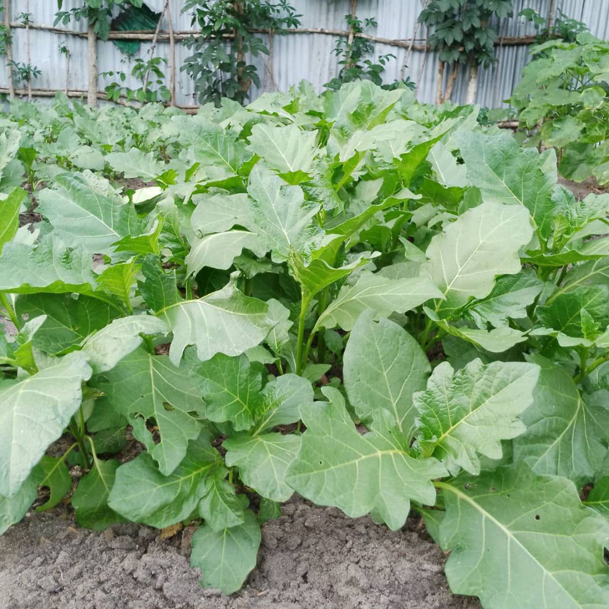 Légumes frais à vendre - photo 3