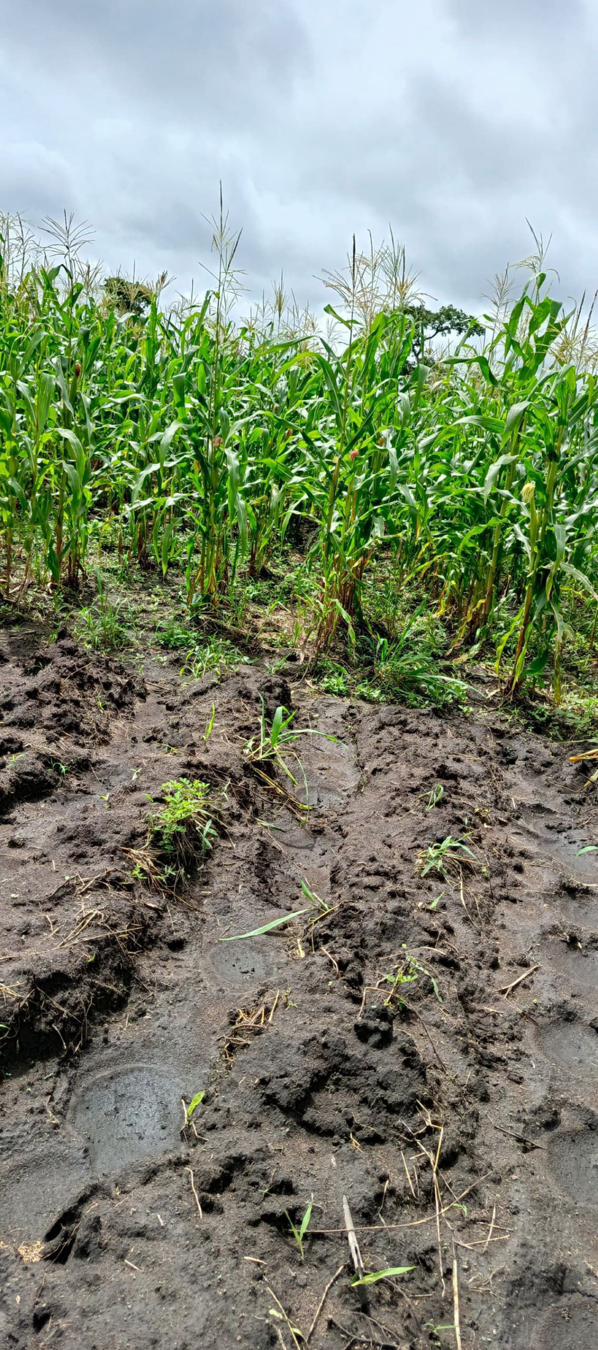 TERRAIN AGRICOL EN VENTE À KOUVÉ 24 KLM DE TSEVIÉ - photo 2