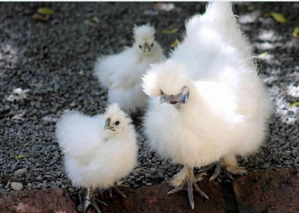 Poule soie