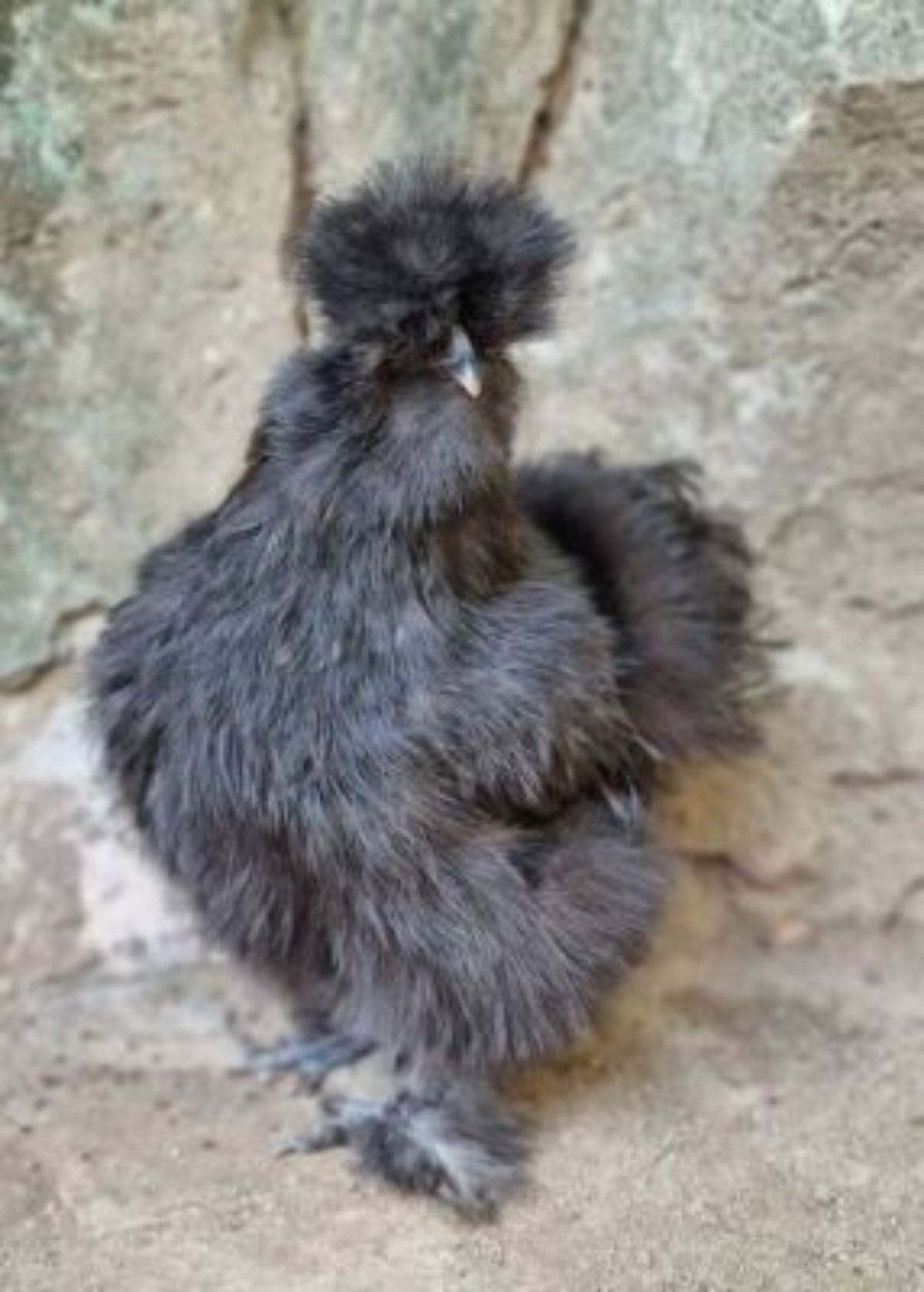 Poule soie - photo 2