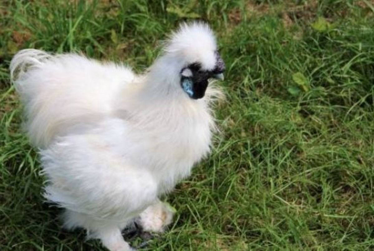 Poule soie - photo 3