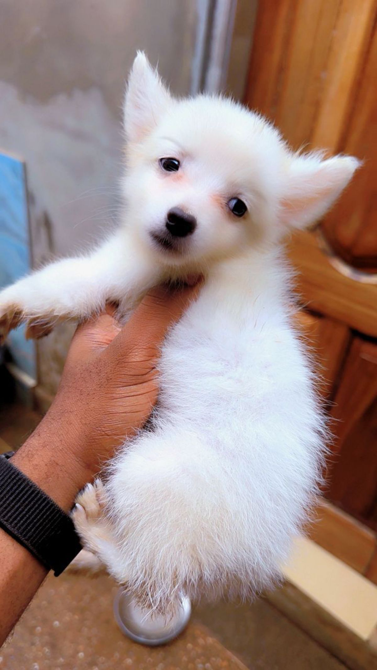 Chiot Eskimo