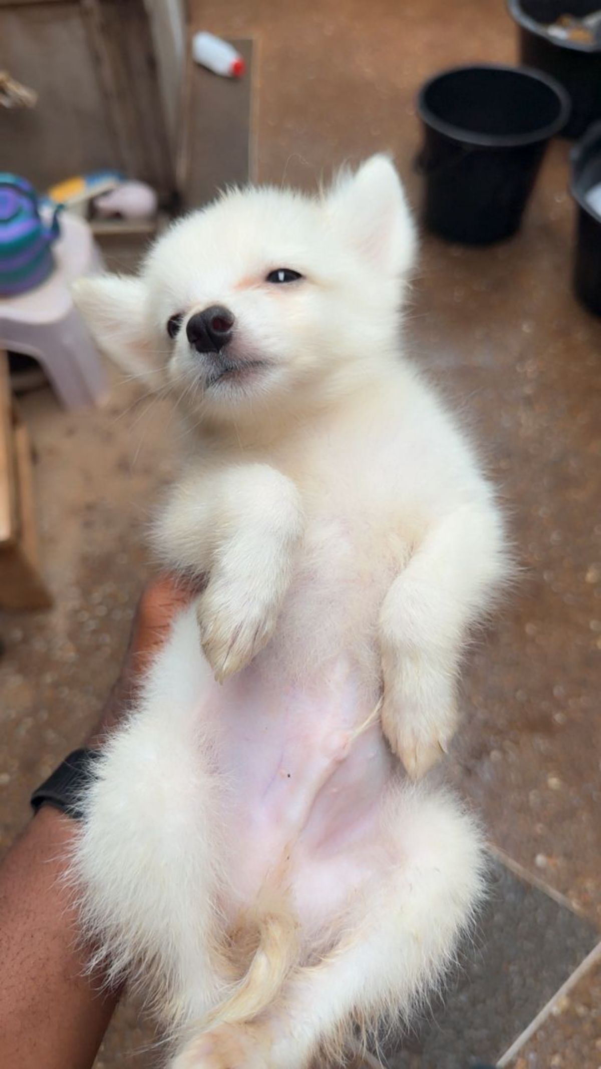 Chiot Eskimo - photo 3