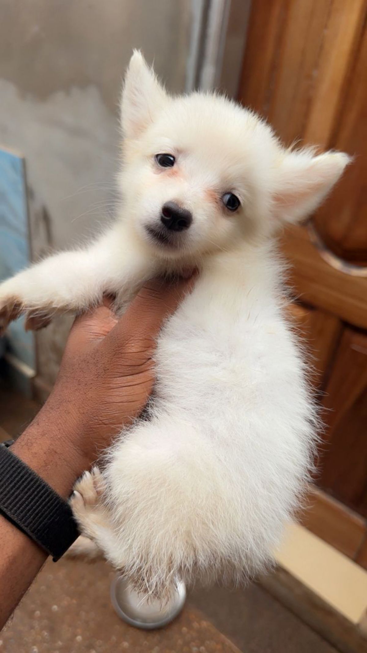 Chiot Eskimo - photo 2