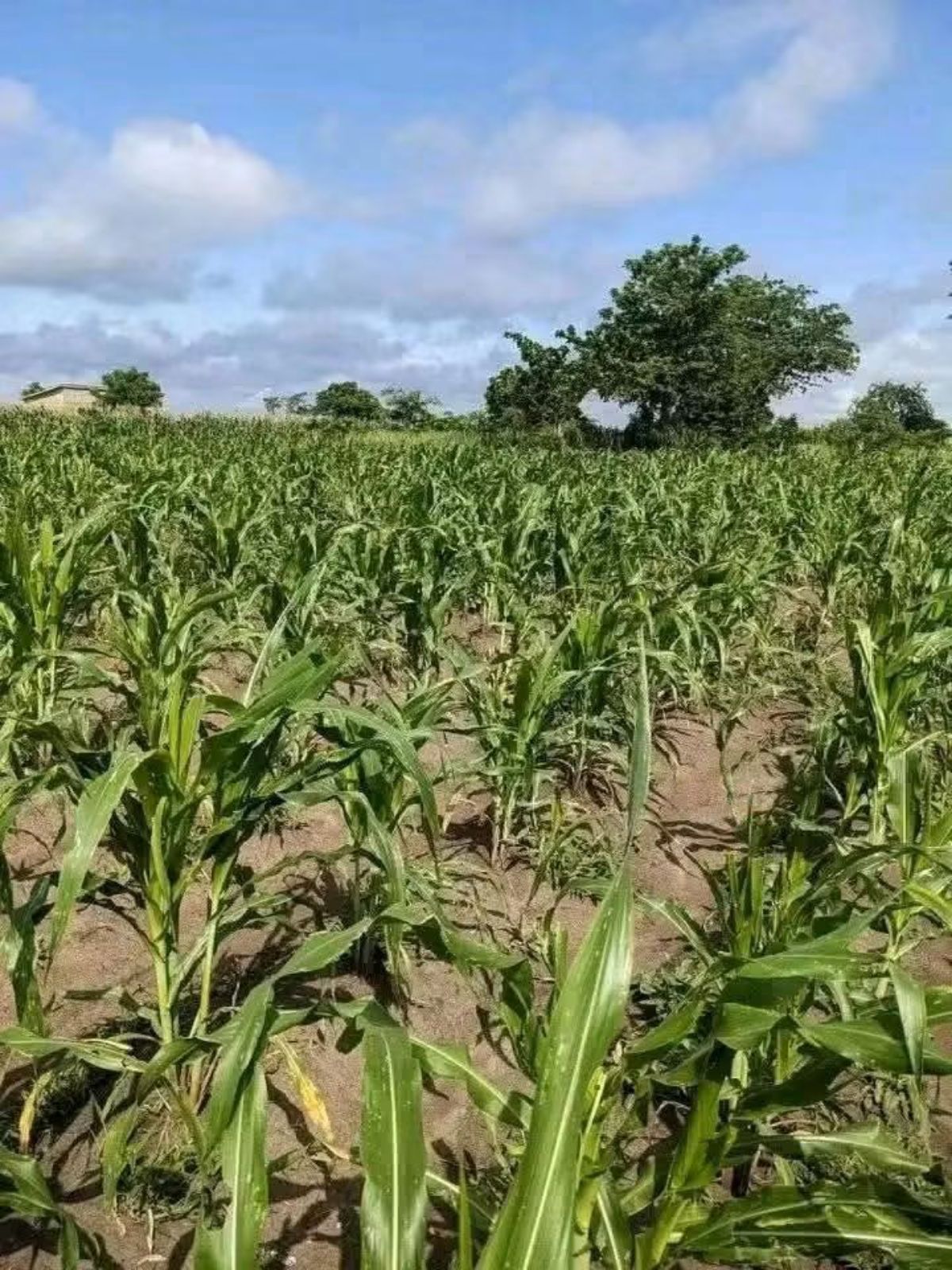 TERRAIN AGRICOLE EN VENTE À AMOUZOUKOPÉ - photo 3