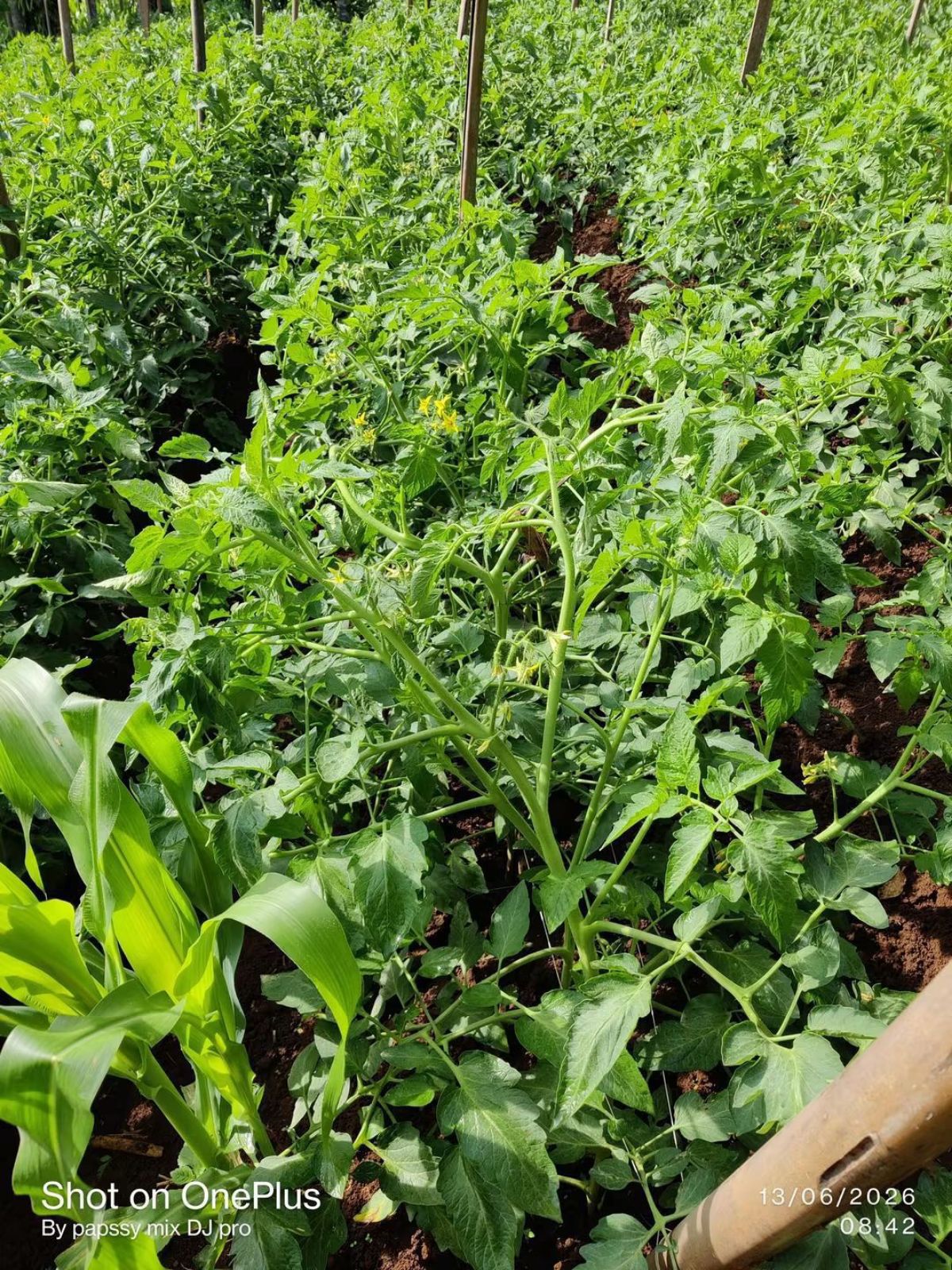 TERRAIN AGRICOLE EN VENTE À AMOUZOUKOPÉ