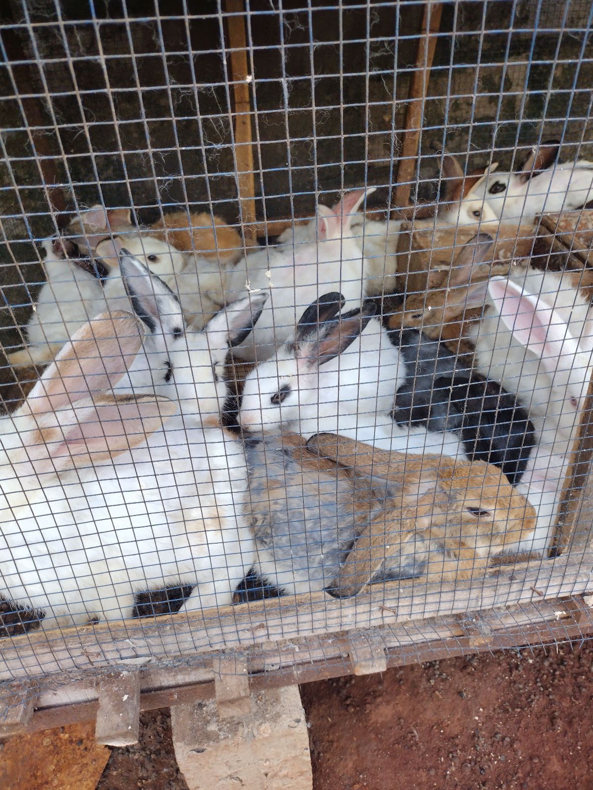 Lapins