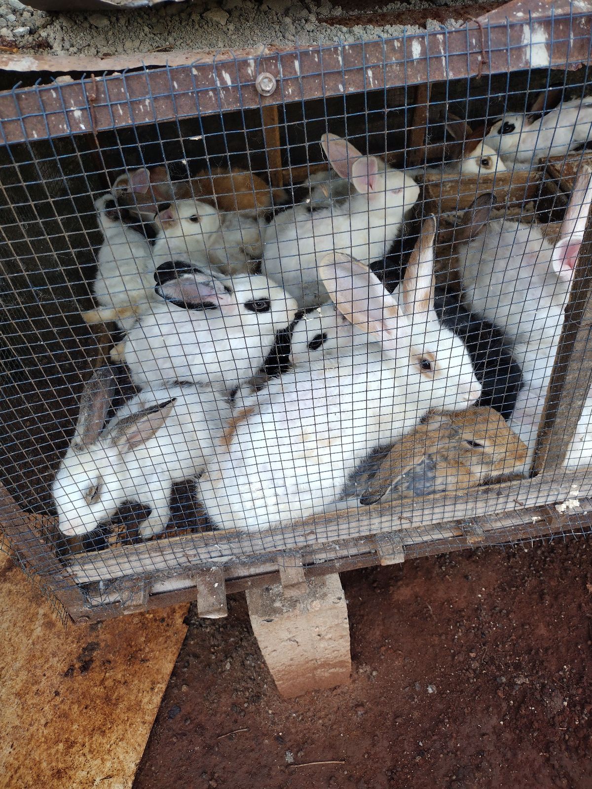 Lapins - photo 2