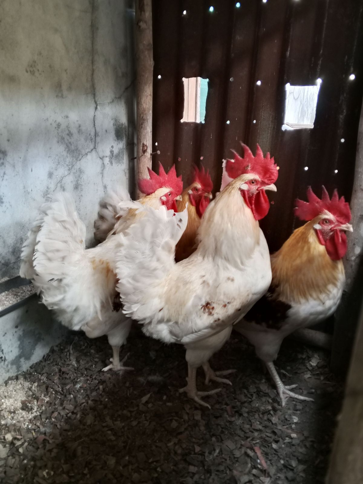 Poulets Goliath - photo 2