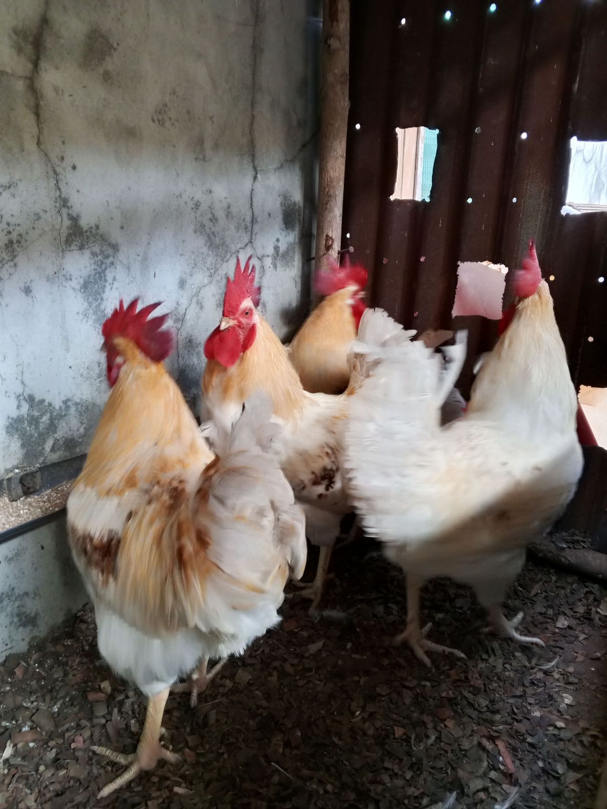 Poulets Goliath
