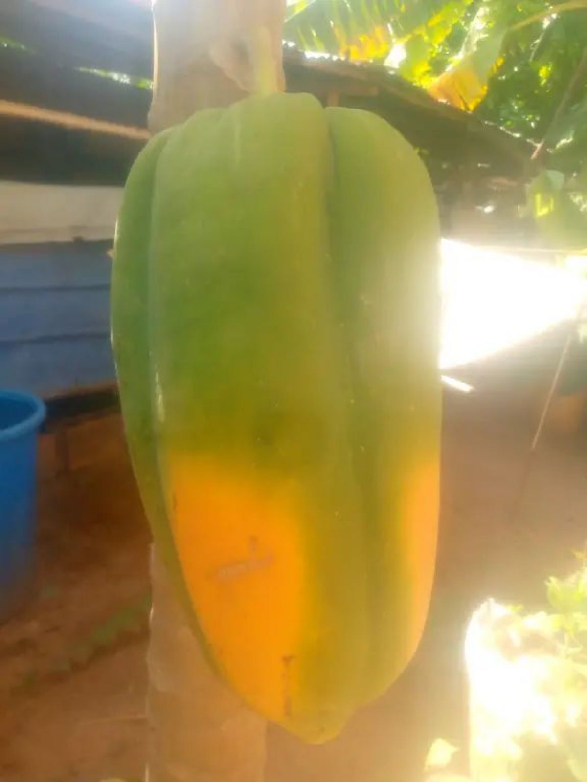 Papayer GOLIATH