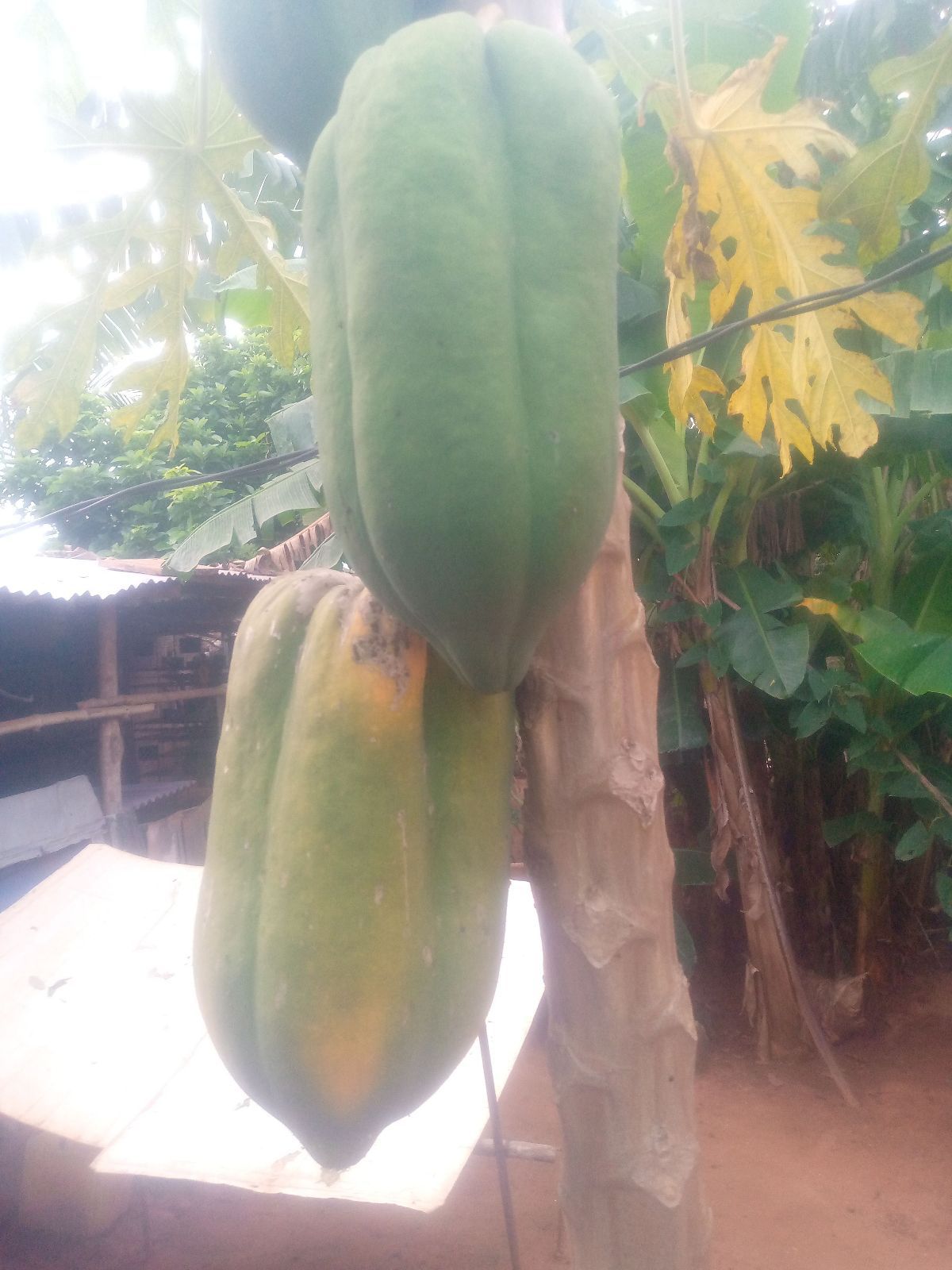 Papayer GOLIATH - photo 2