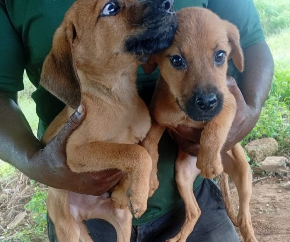 Chien Croisé de malinois