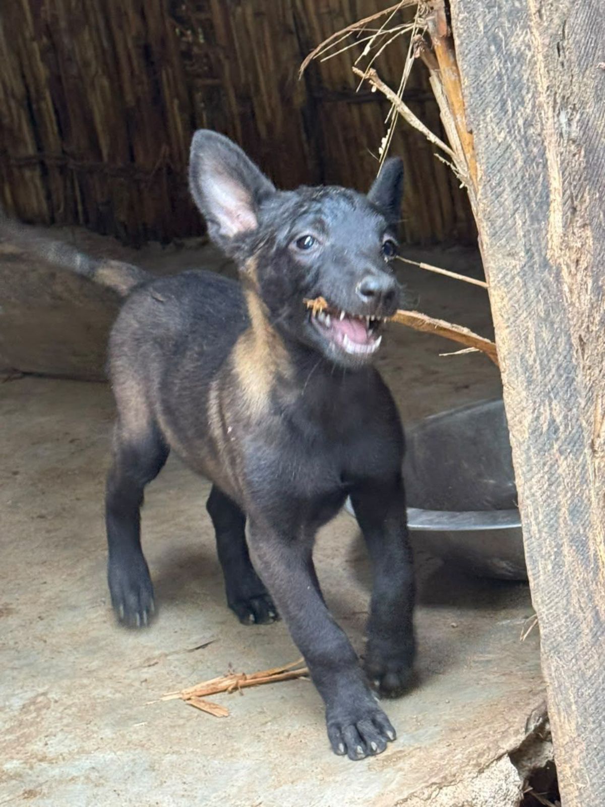 Chiot berger malinois super charbonne disponible