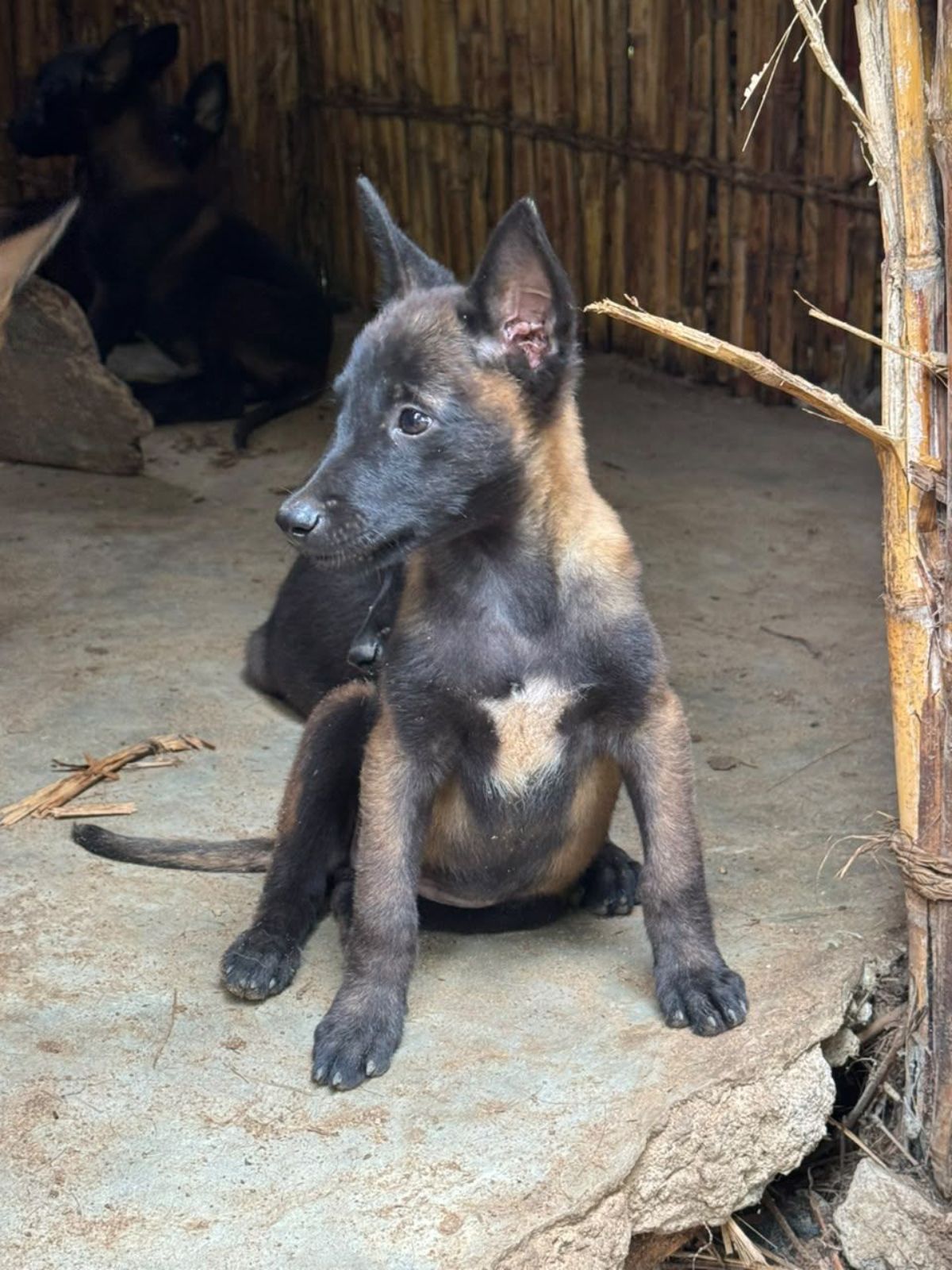 Chiot berger malinois super charbonne disponible - photo 2