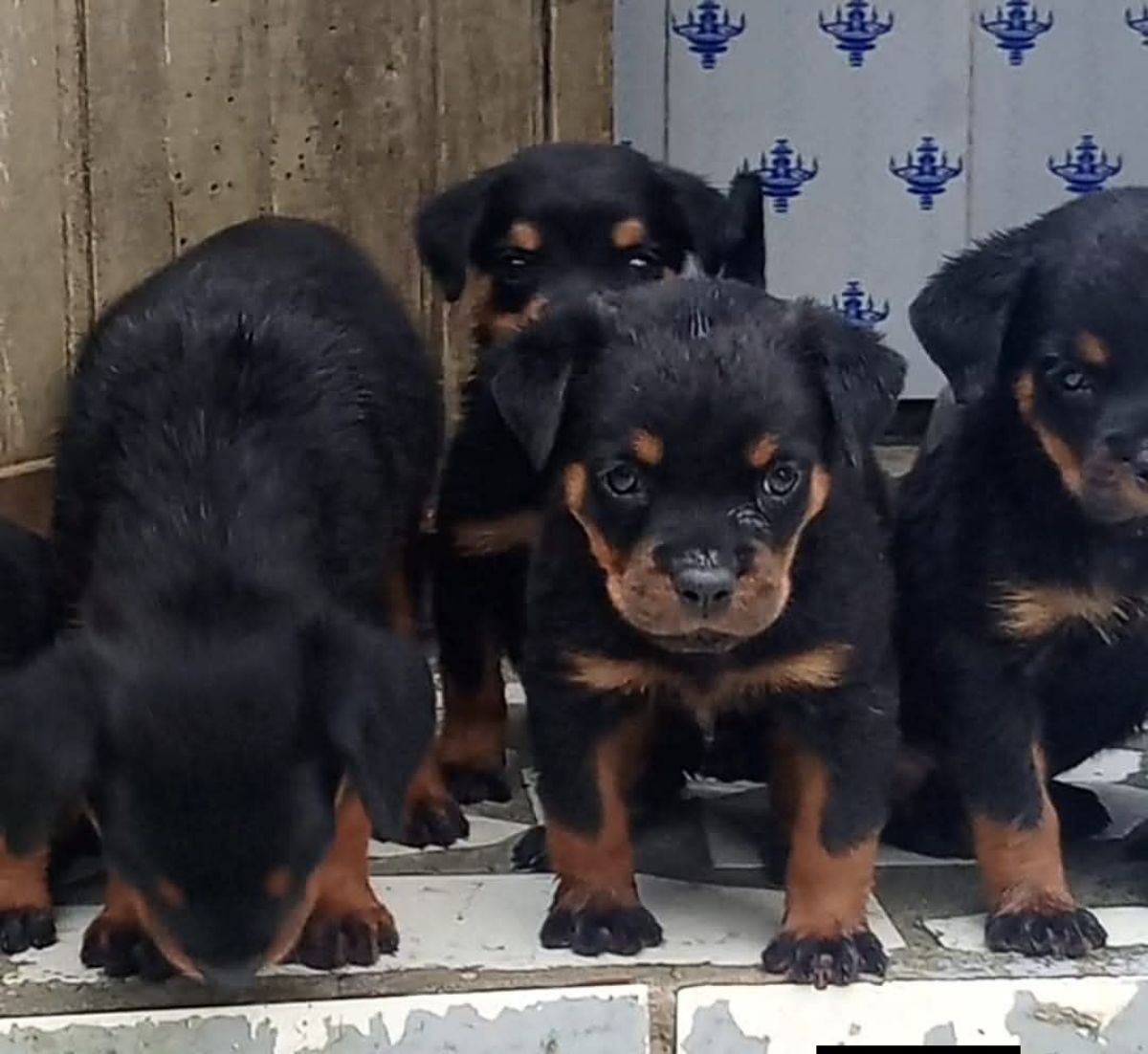 Chiot rottweiler pur sang disponibles