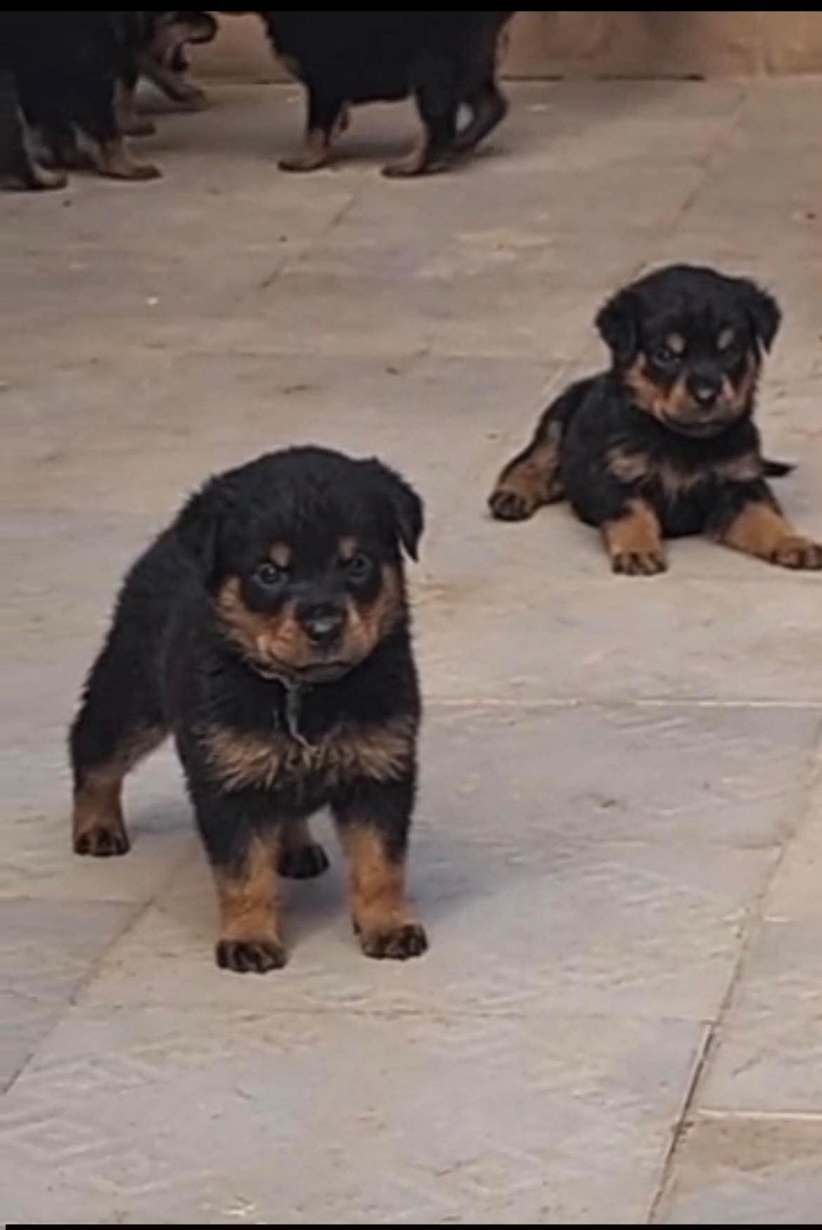 Chiot rottweiler pur sang disponibles - photo 2