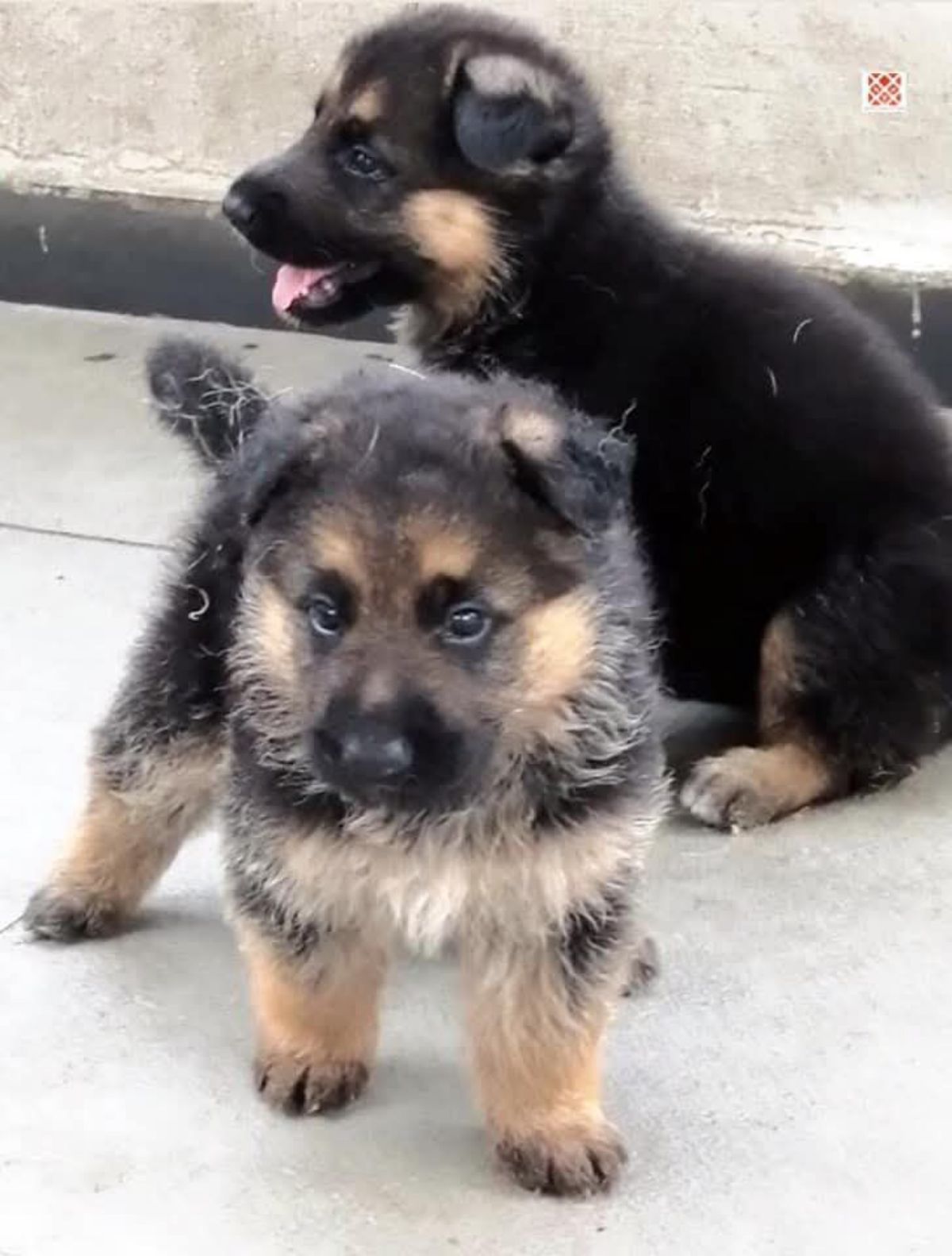 Chiot berger allemand disponibles