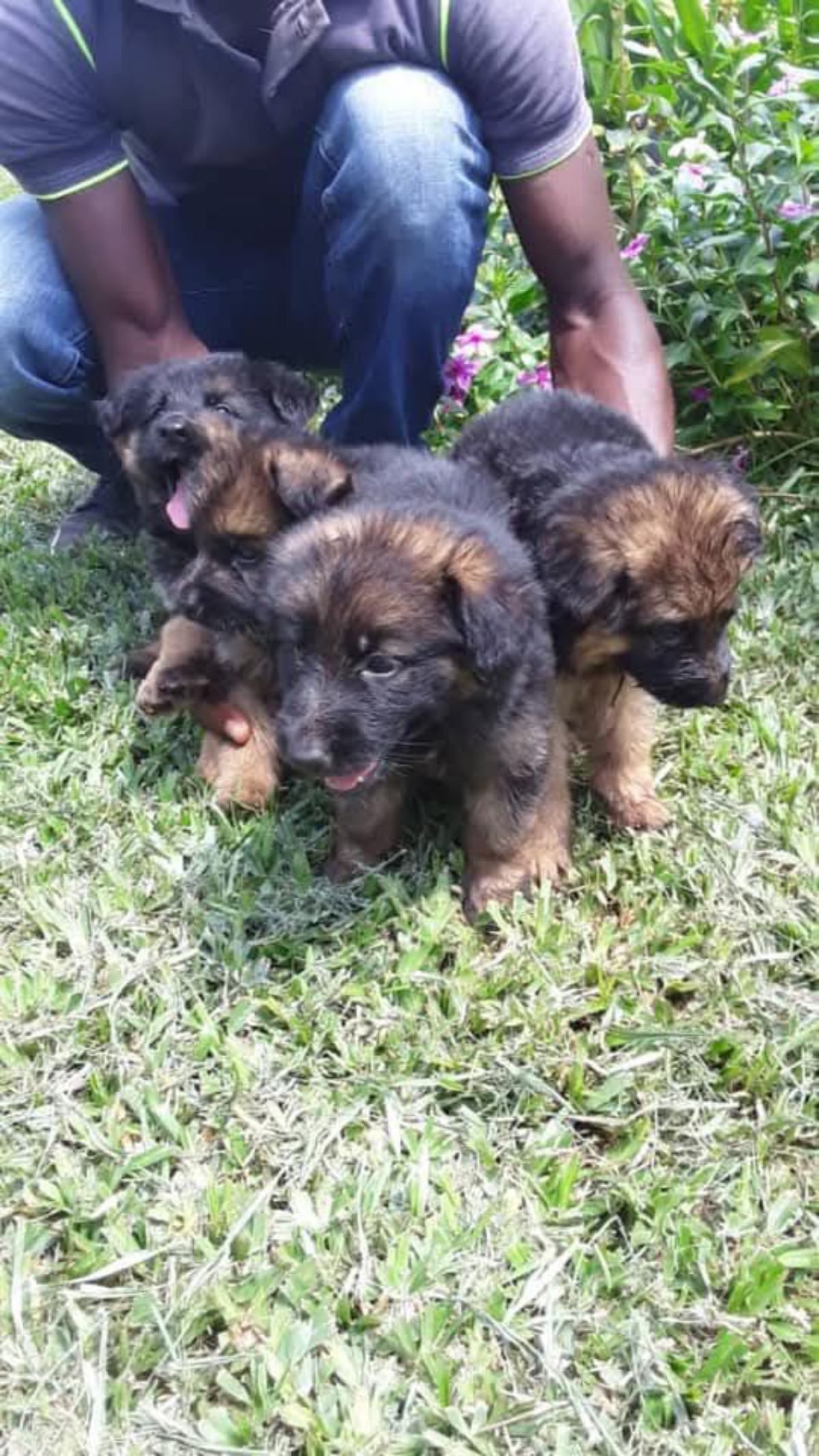 Chiot berger allemand disponibles - photo 2