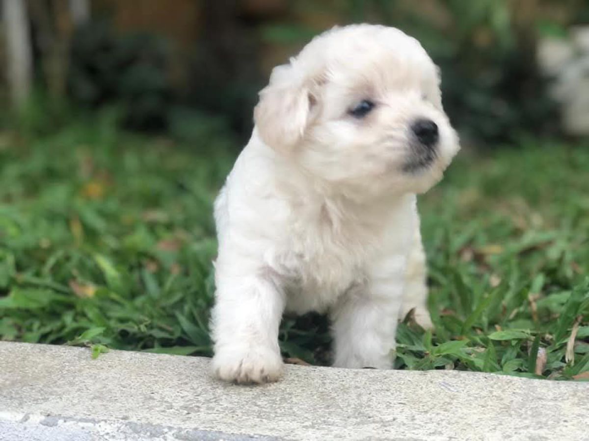Chiot bichon maltais disponibles - photo 2