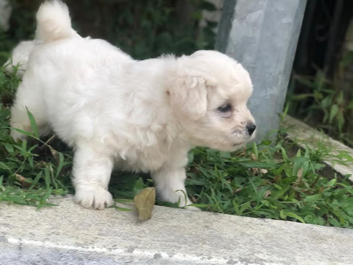 Chiot bichon maltais disponibles
