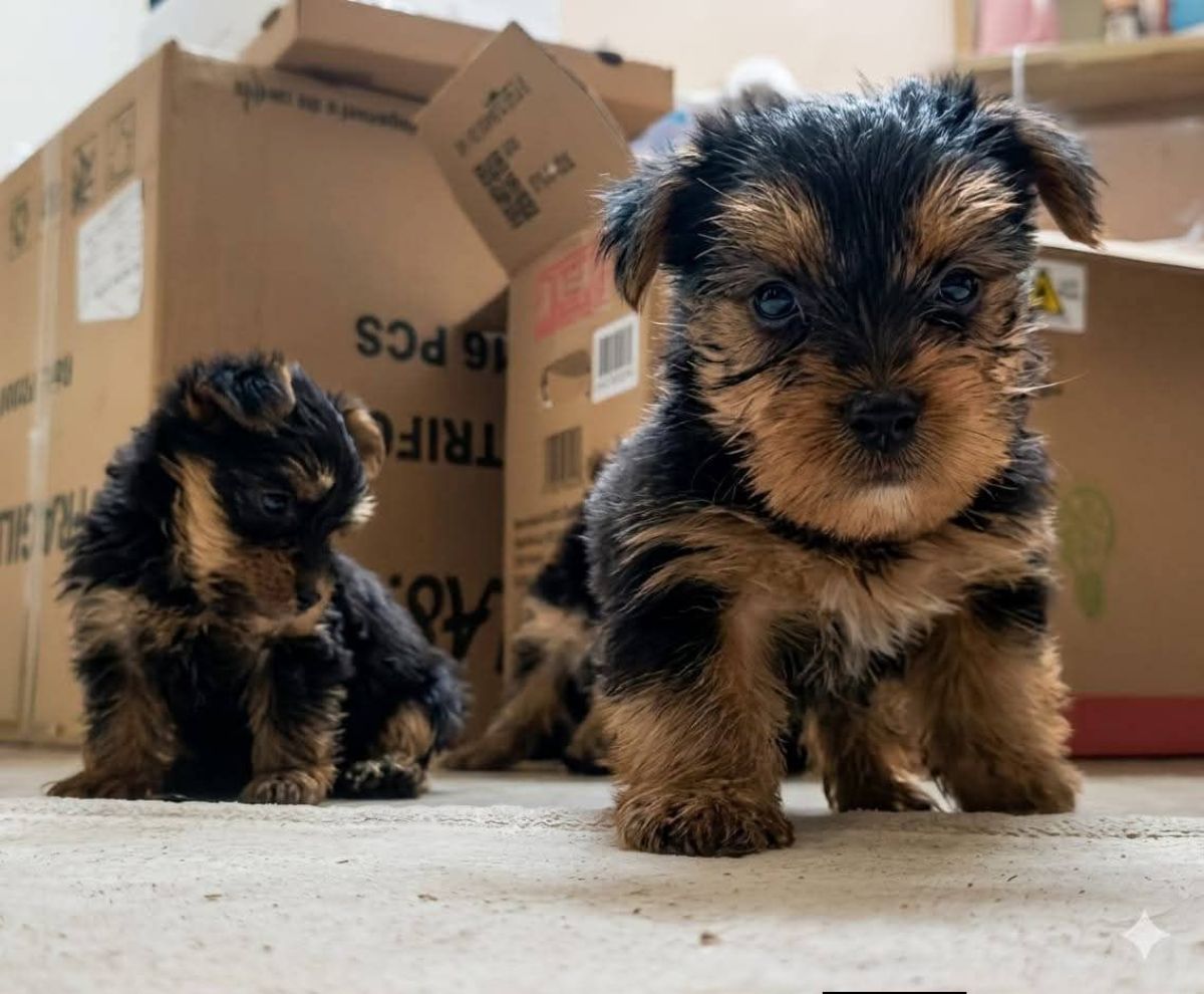 Chiot Yorkshire terrier disponibles actuellement - photo 2