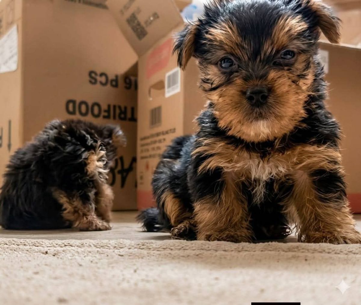 Chiot Yorkshire terrier disponibles actuellement