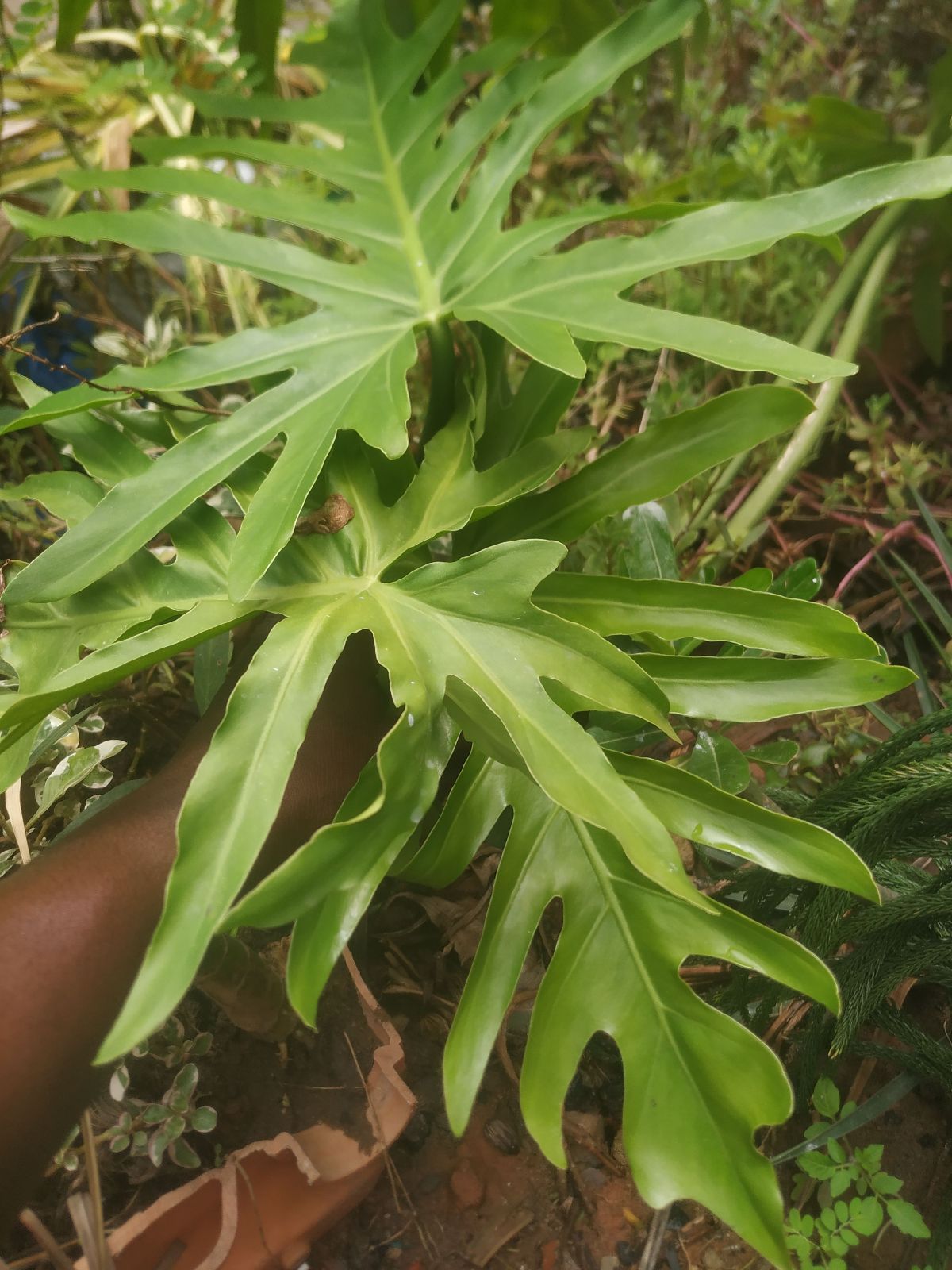 Plantes naturelles – TEMPLE DES FLEURS - photo 2