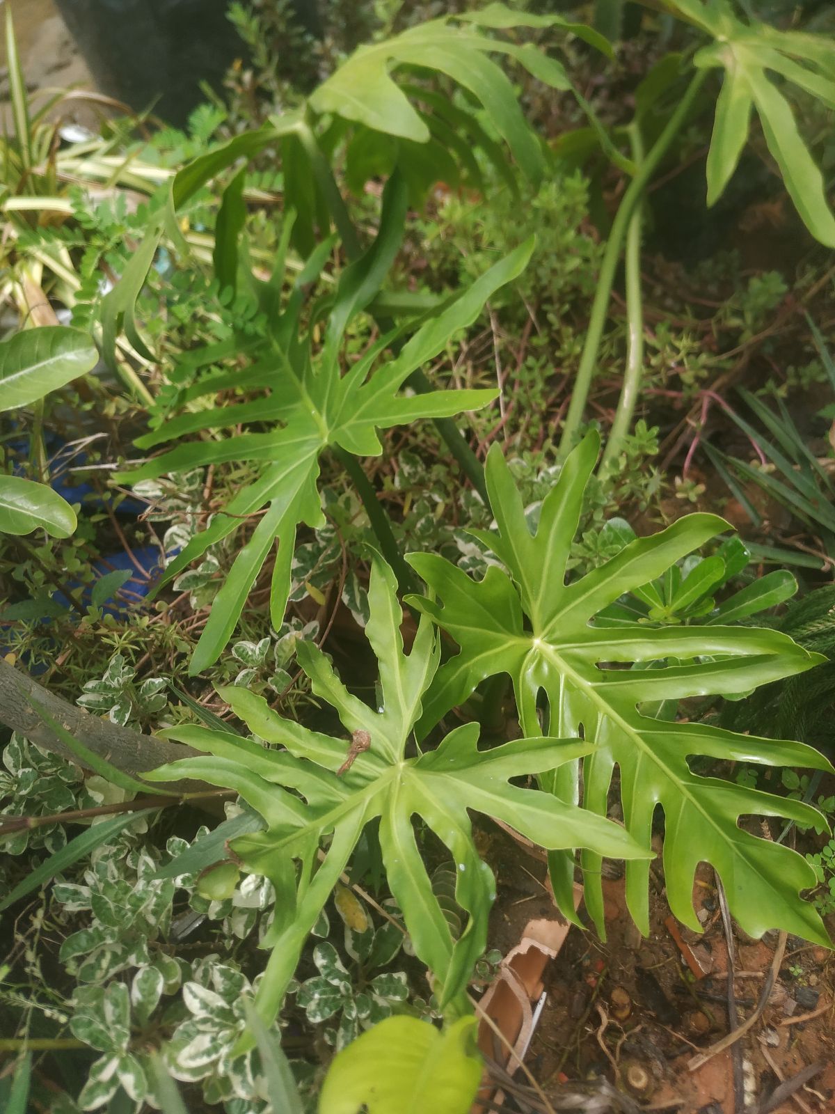 Plantes naturelles – TEMPLE DES FLEURS