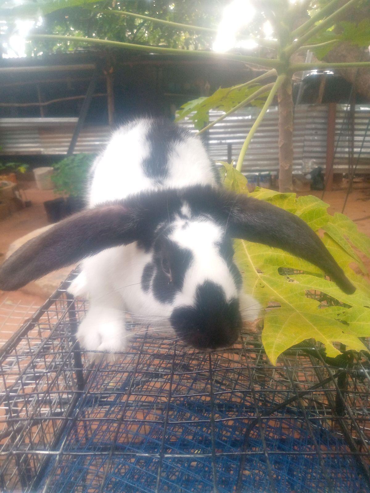 Lapin de reproduction