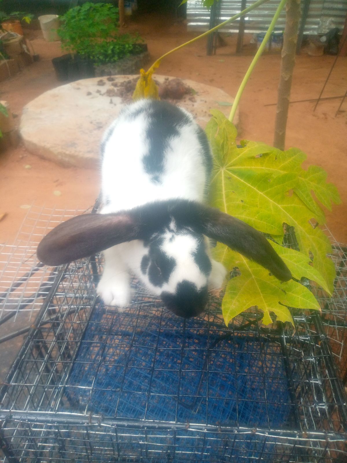 Lapin de reproduction - photo 3