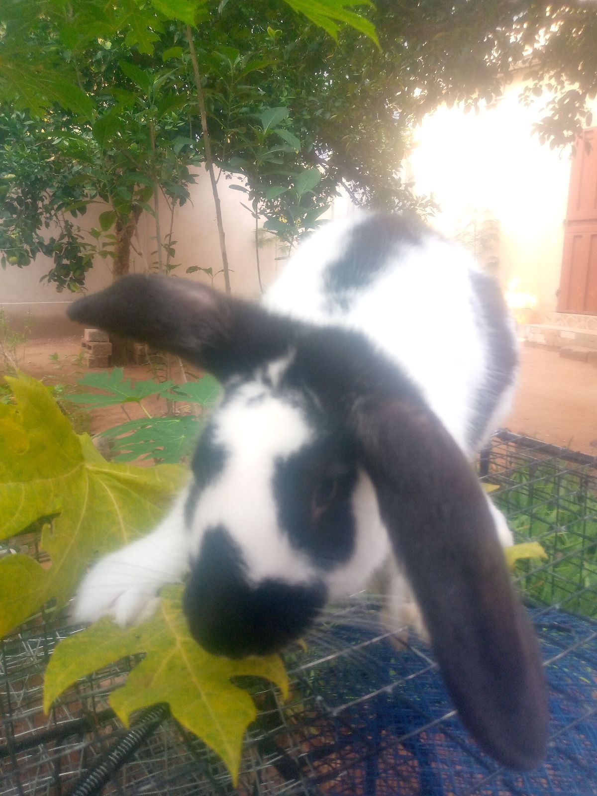 Lapin de reproduction - photo 2