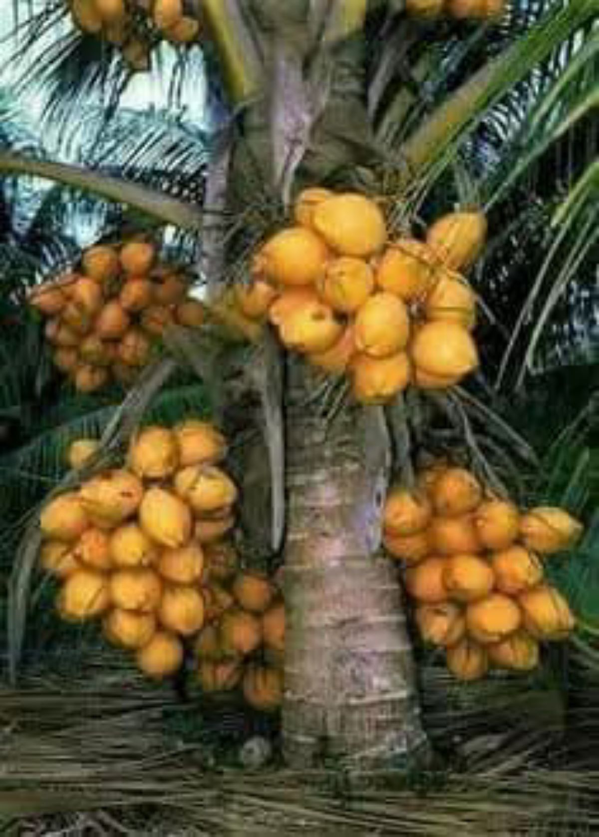 COCOTIER HYBRIDE