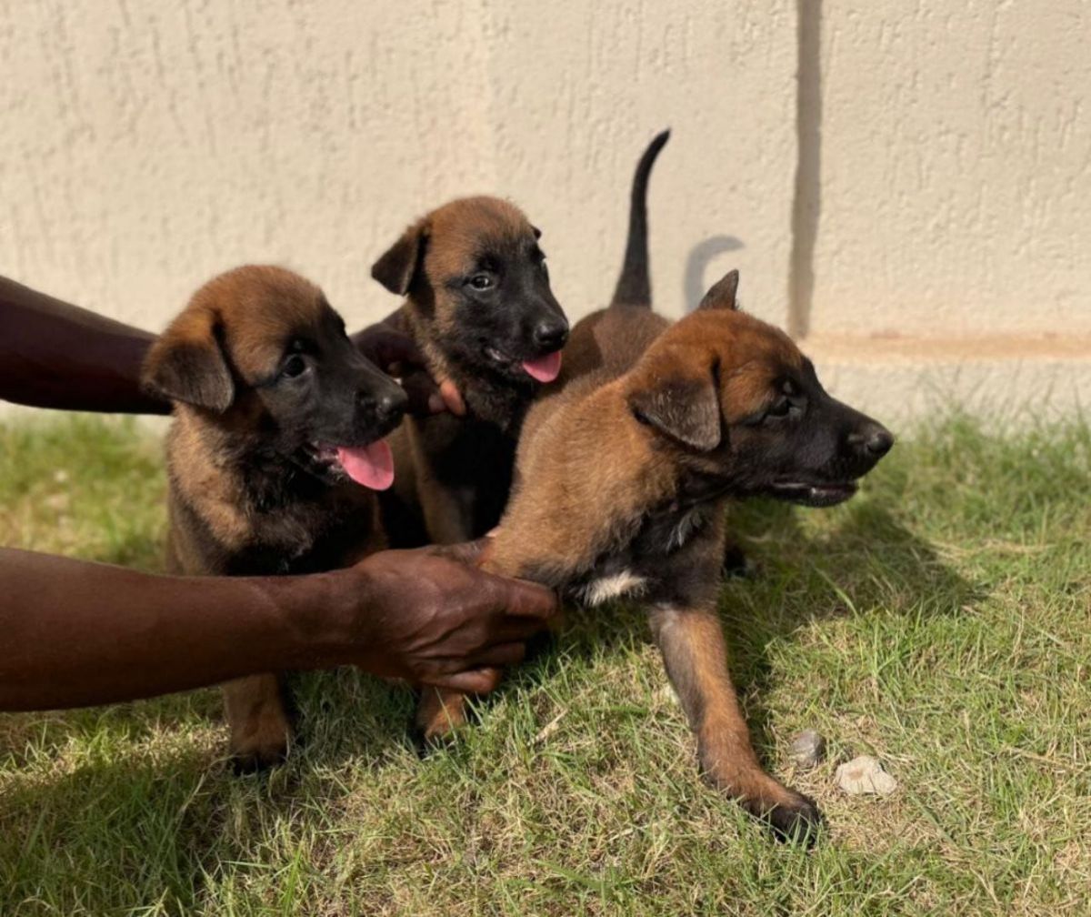 Berger malinois