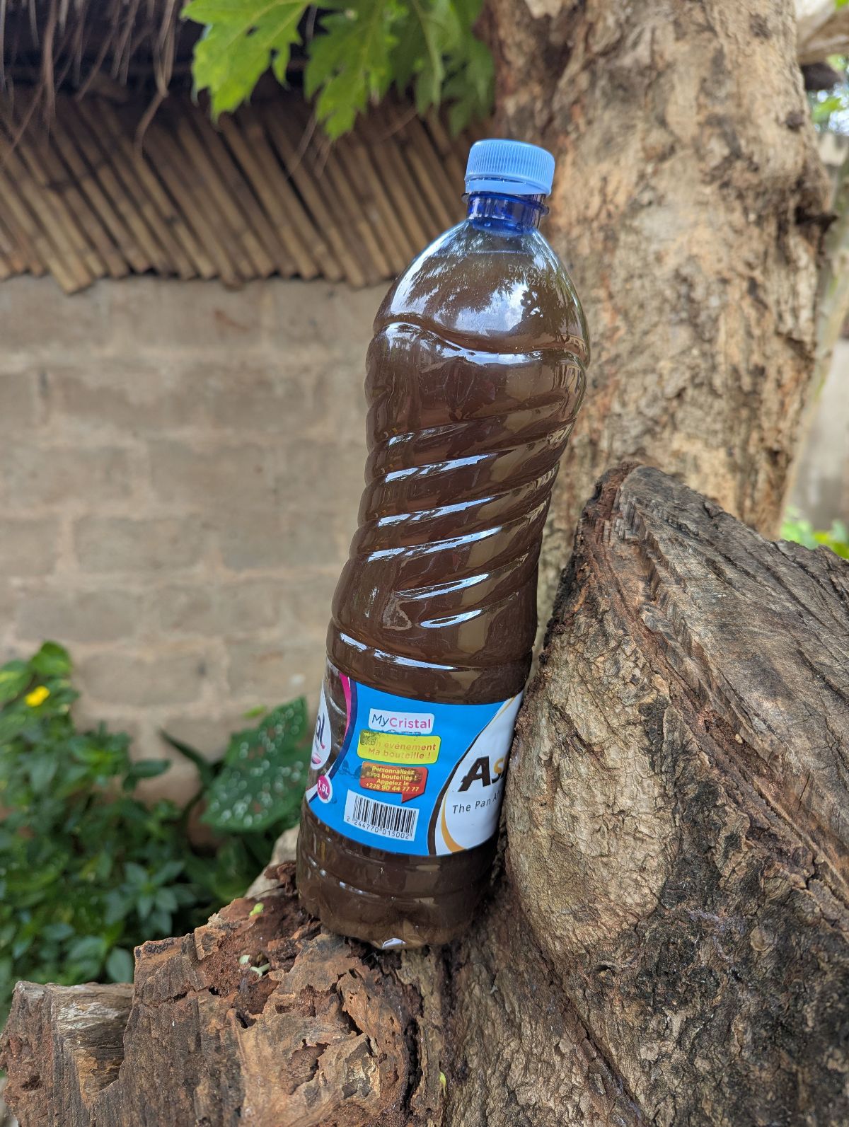 Kombucha, jus naturel à base de Champignon