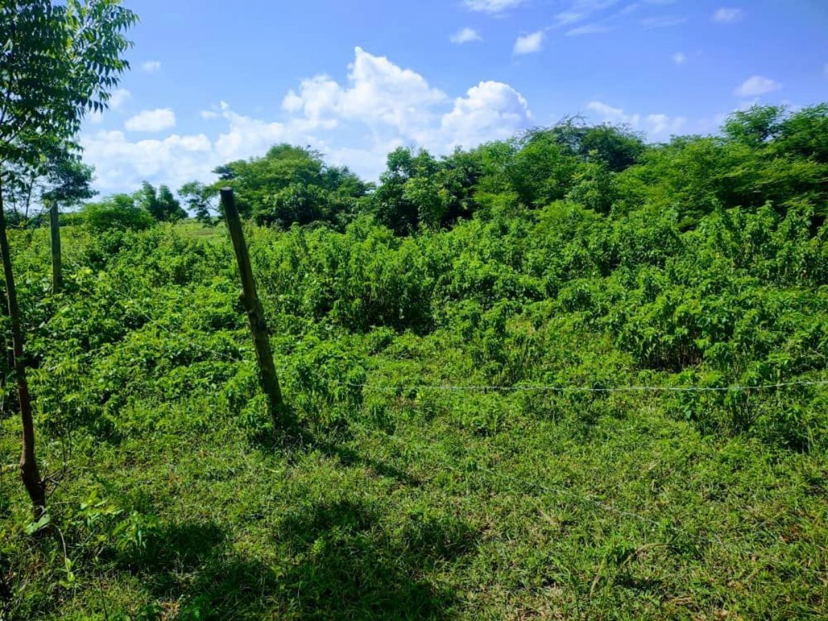 Terrain agricole - photo 2