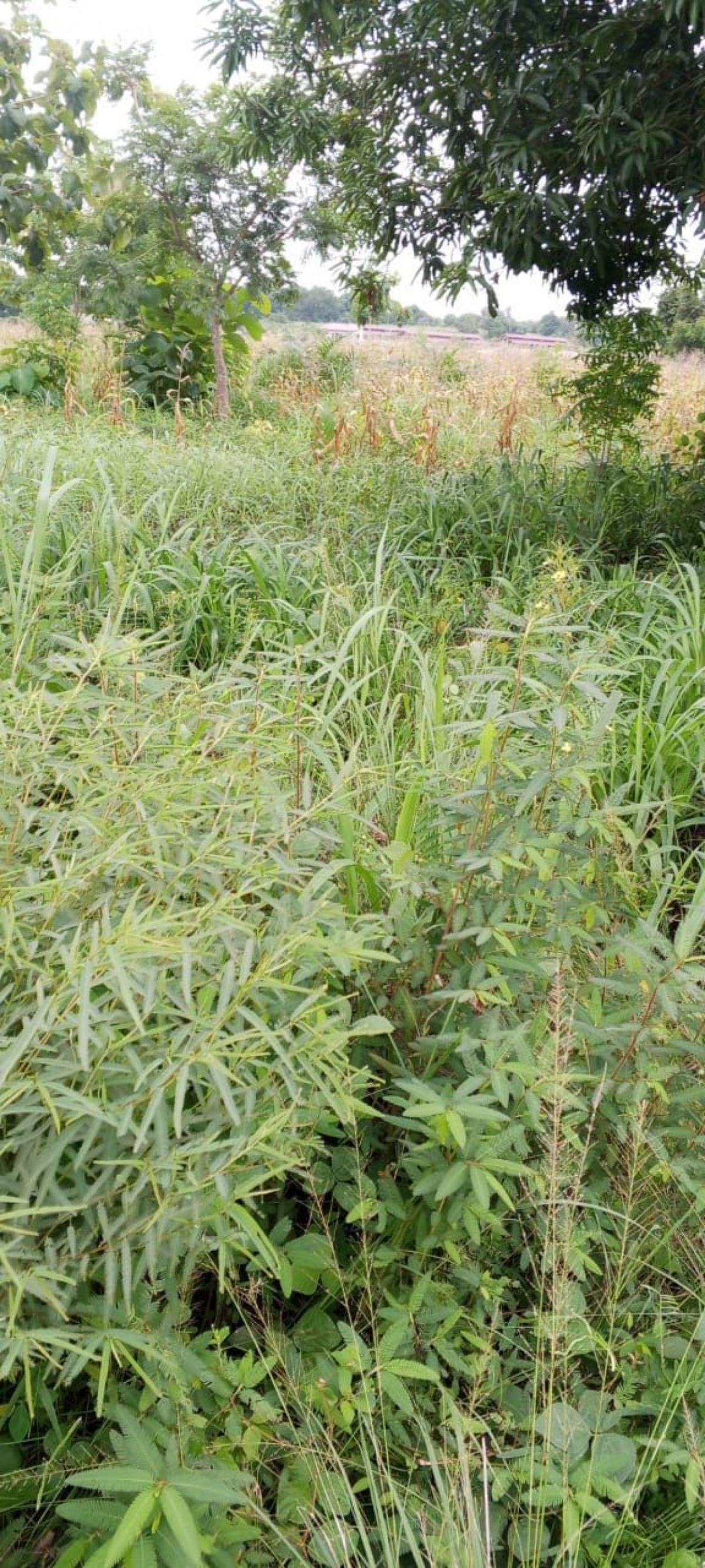 Terrain peri urbain