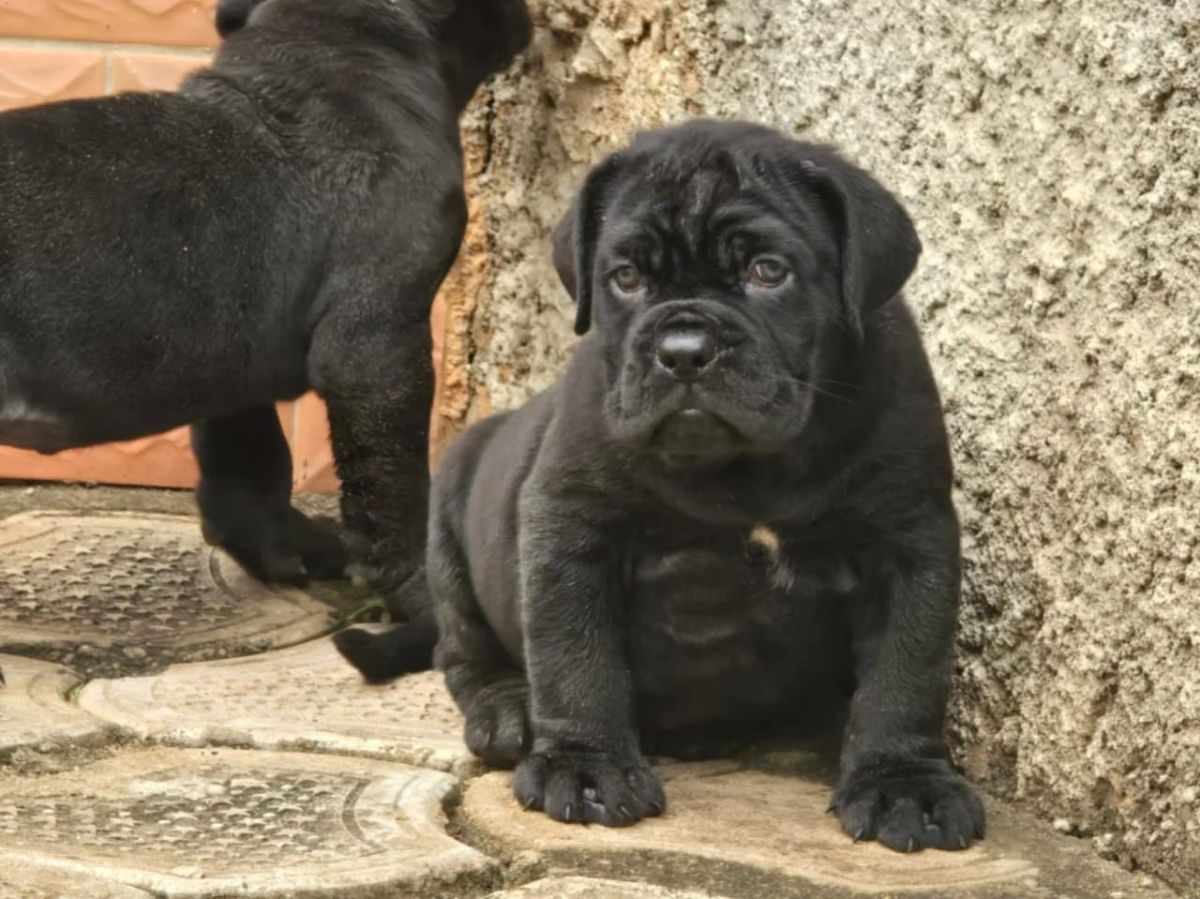 Chiots boerboel a vendre