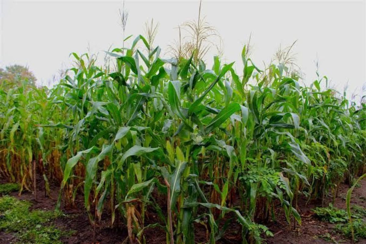 50 HECTARES EN VENTE A AMOUZOUKOPÉ