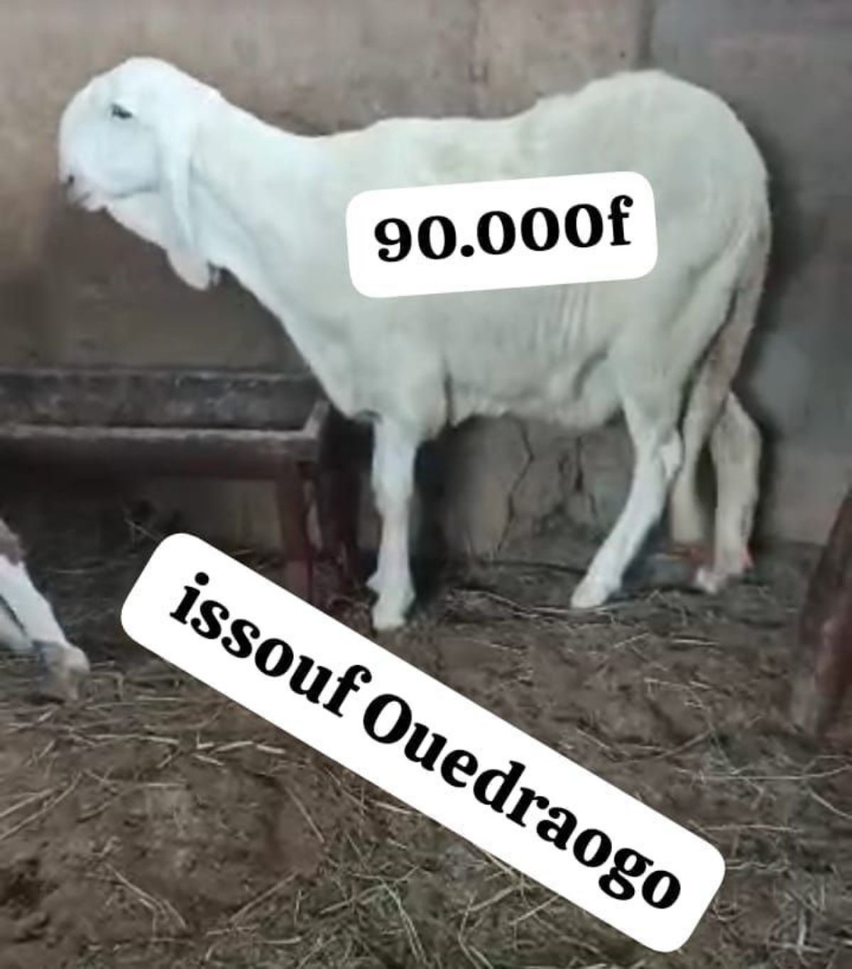 Moutons de qualité à vendre - photo 2