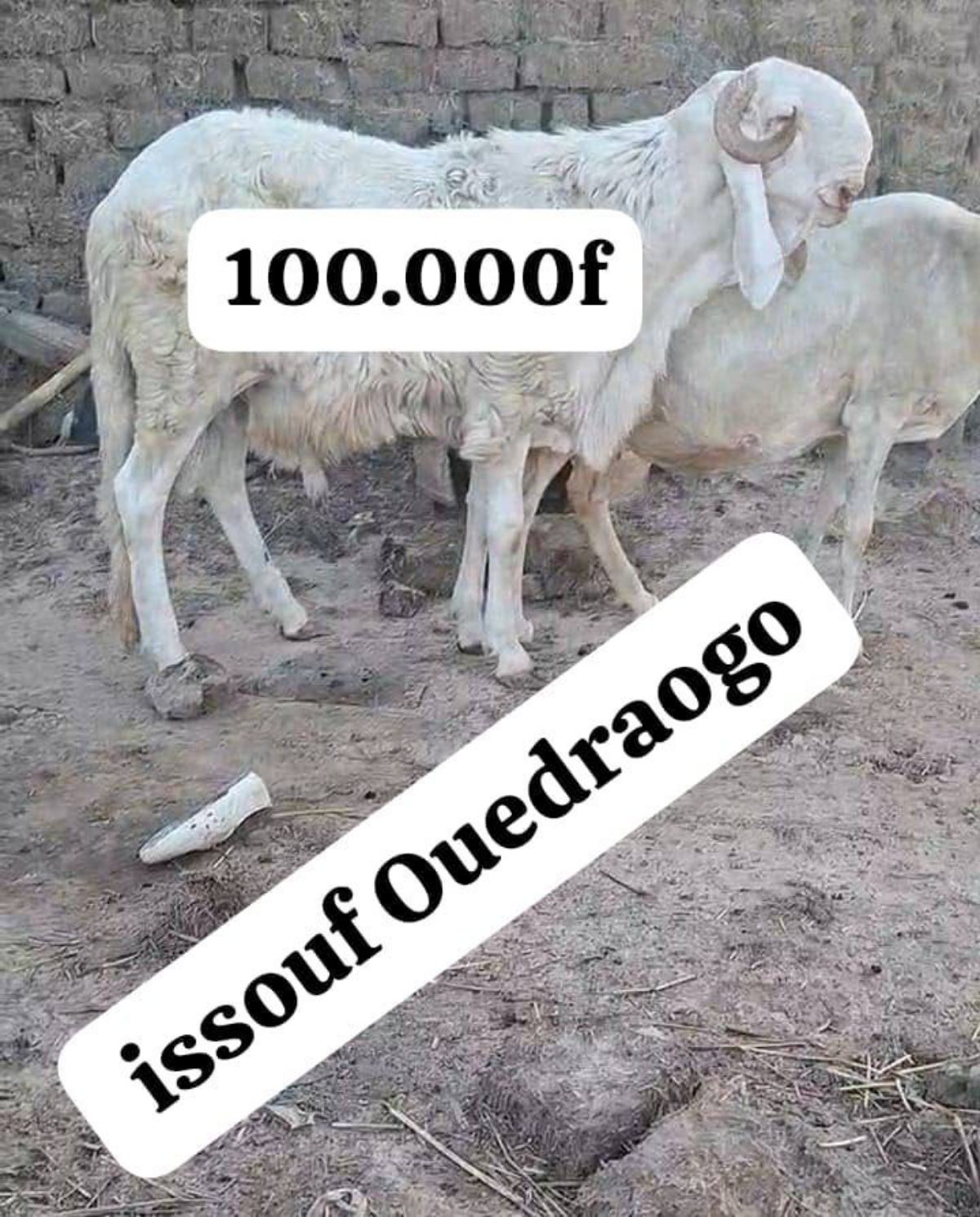 Moutons de qualité à vendre