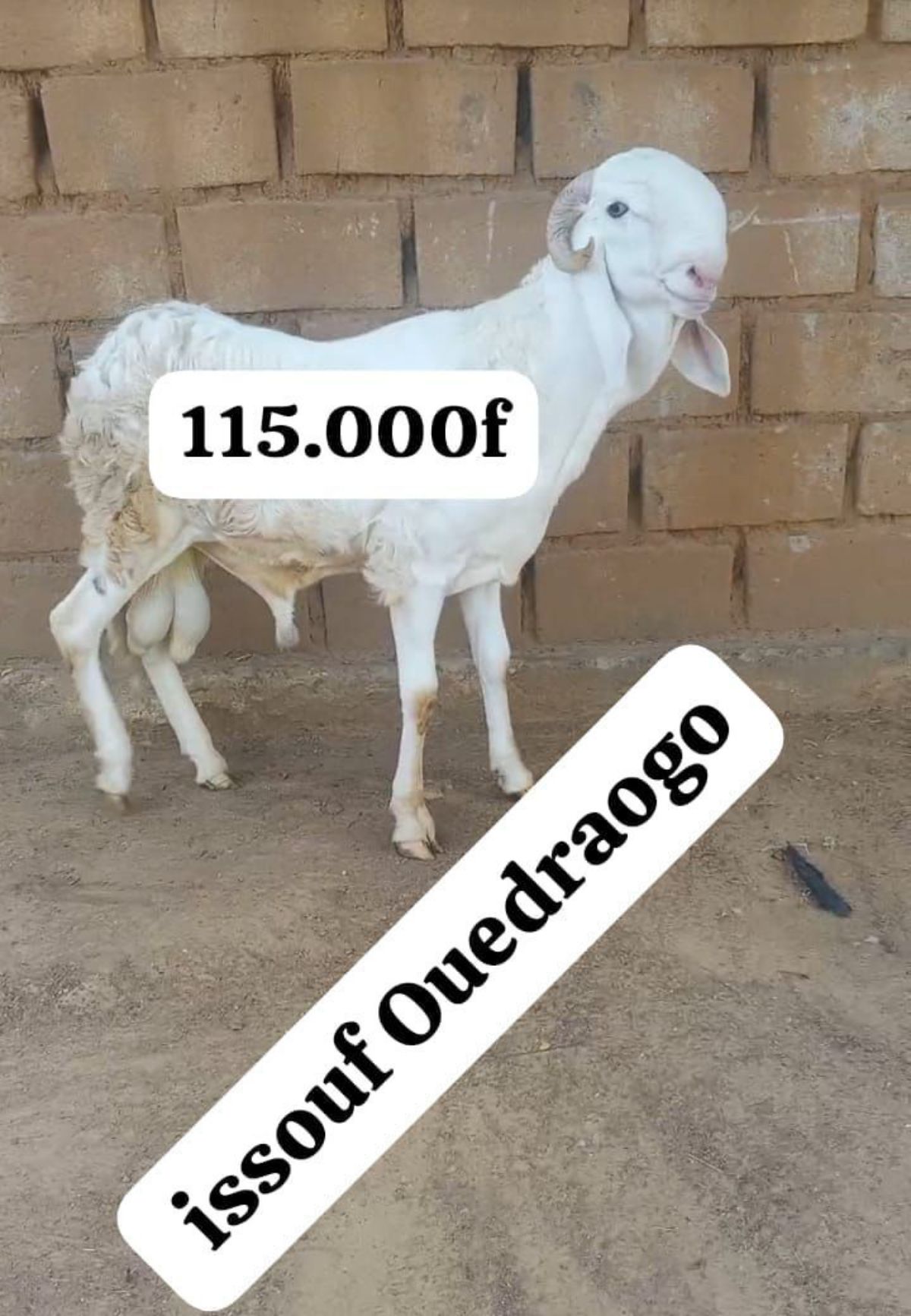 Moutons de qualité à vendre - photo 3