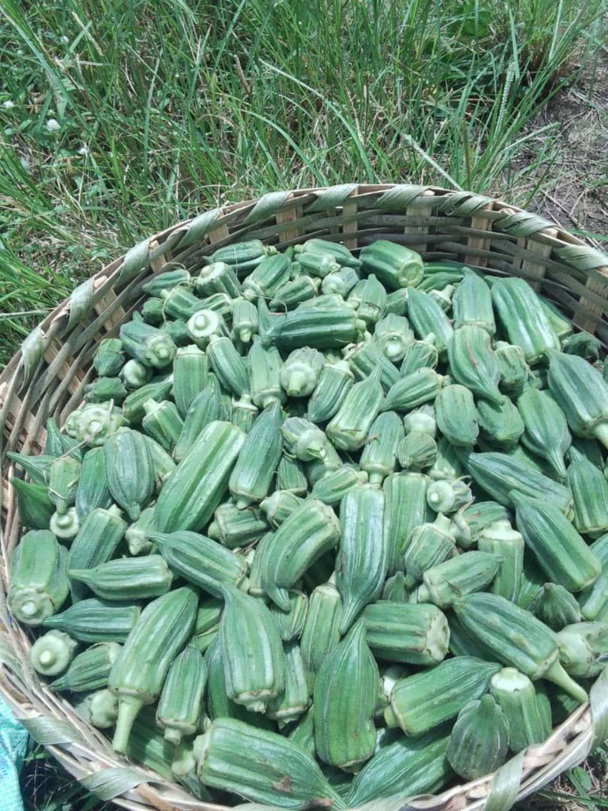 Gombo à vendre