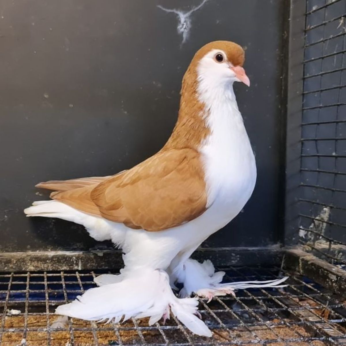 Pigeon paon - photo 3